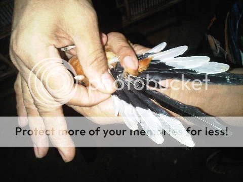 Jual Burung Murai Medan Muda Hutan Semi Voer Ekor 13 S D 20cm