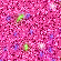 Glitter Fuchia photo GlitterFuchia.gif