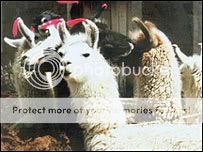 �������R��ԭ��-���