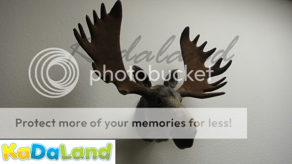 Furry Animal Moose Head Moosehead Wall Hanger Mount Wildlife Decor Replica