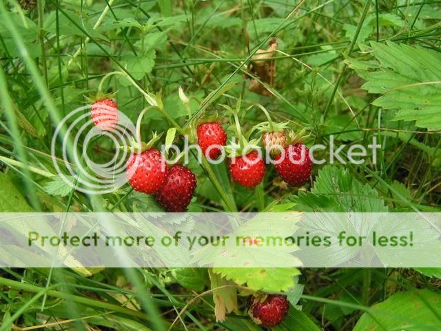 photo 23032987_zpse4f46664.jpg