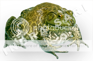 bullfrog
