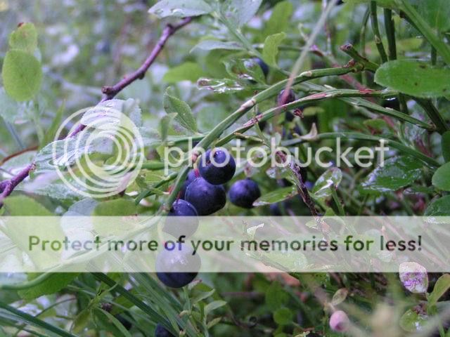 photo 23033105_zps6750f4ea.jpg