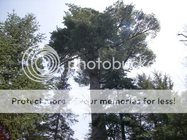 Norbrook's Tree